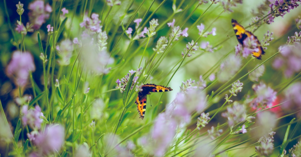 Butterflies and purple flowers in a garden.