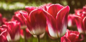 A close-up of bright pink and white tulips in bloom.