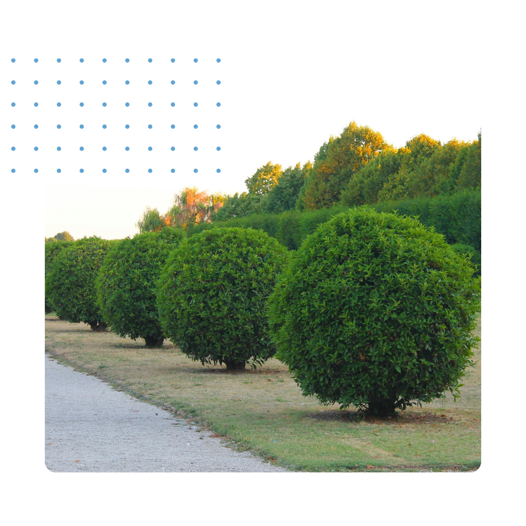 Various shrubs